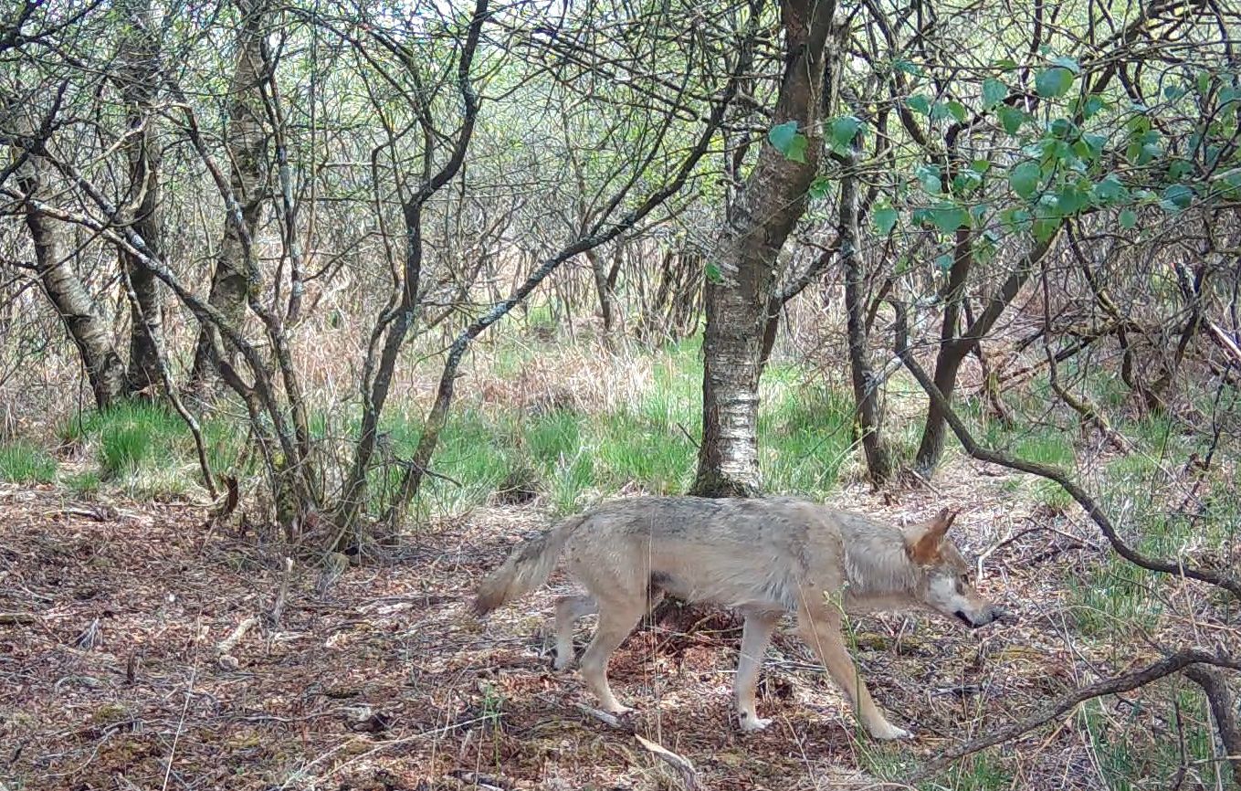 « On a des gens qui croient en voir partout… » Les fausses informations sur les loups sont de plus en plus nombreuses